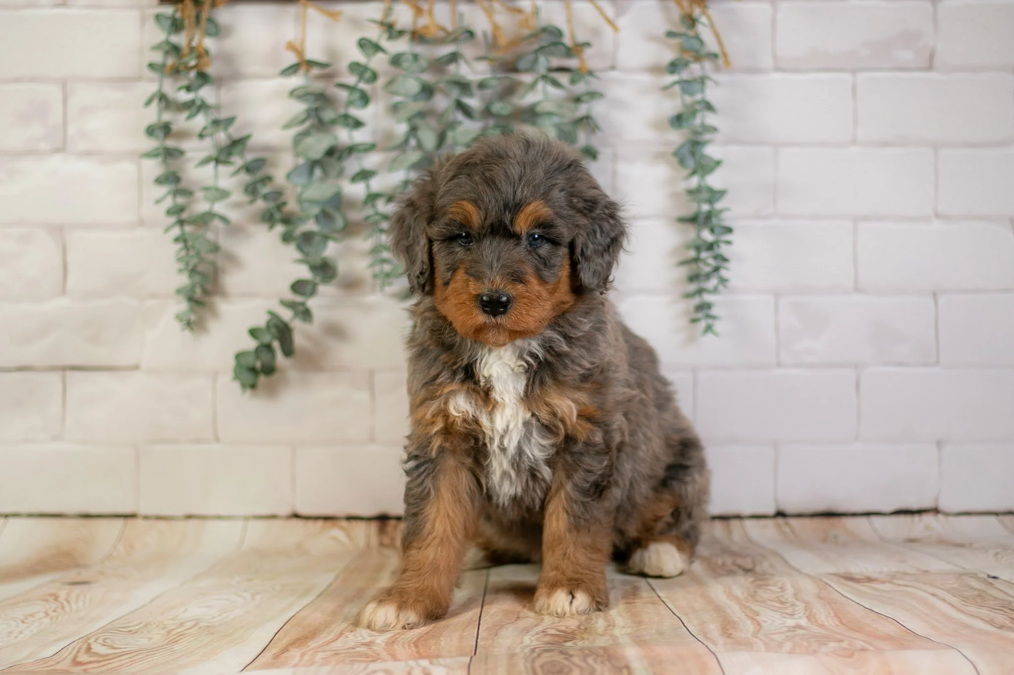 Wednesday - Phantom Blue Merle F1b Bernedoodle Puppy | Illinois